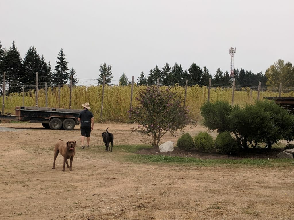 Cedar Valley Hop Yards