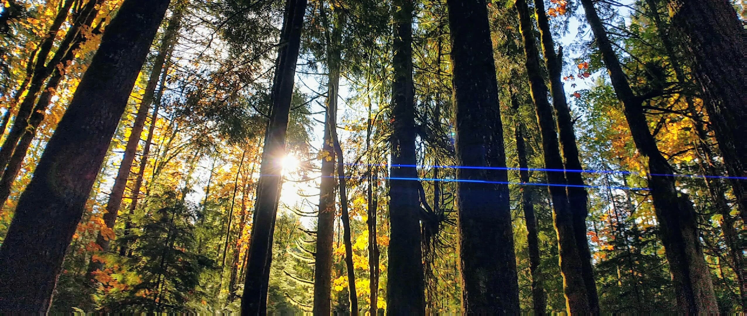 Sun shining through the trees of Elk Falls Provincial Park