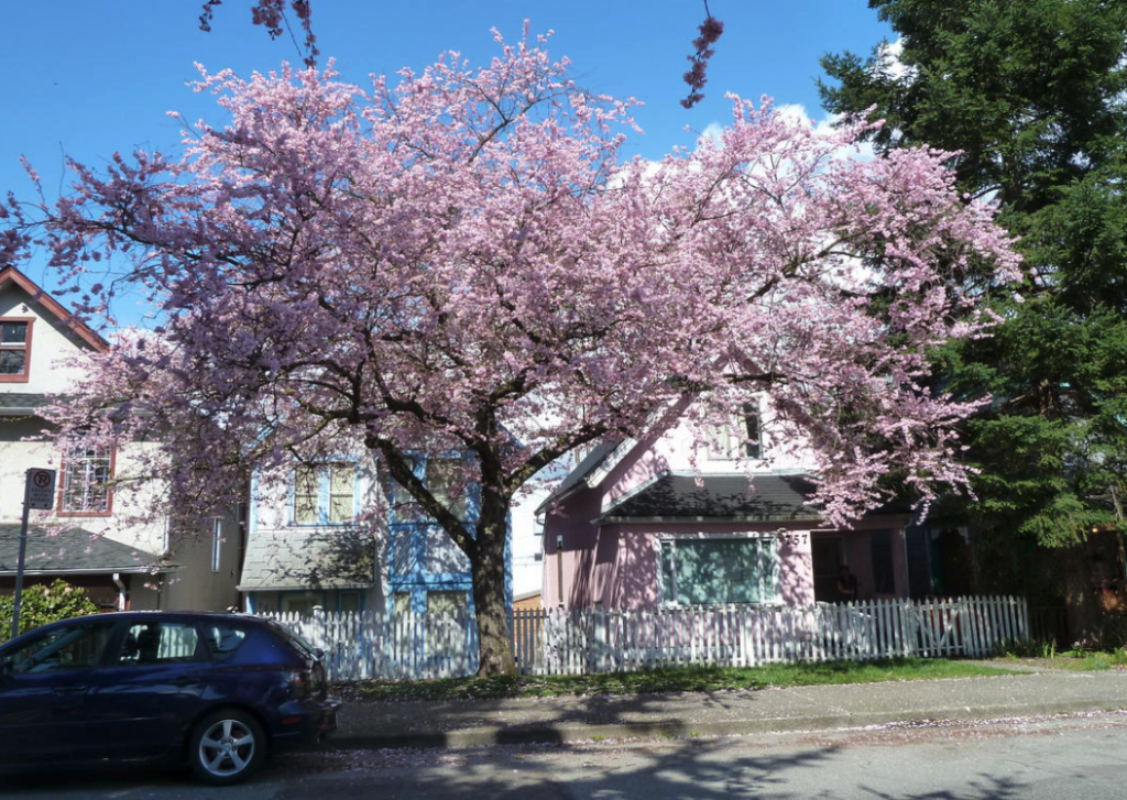 Vancouver cherry blossoms