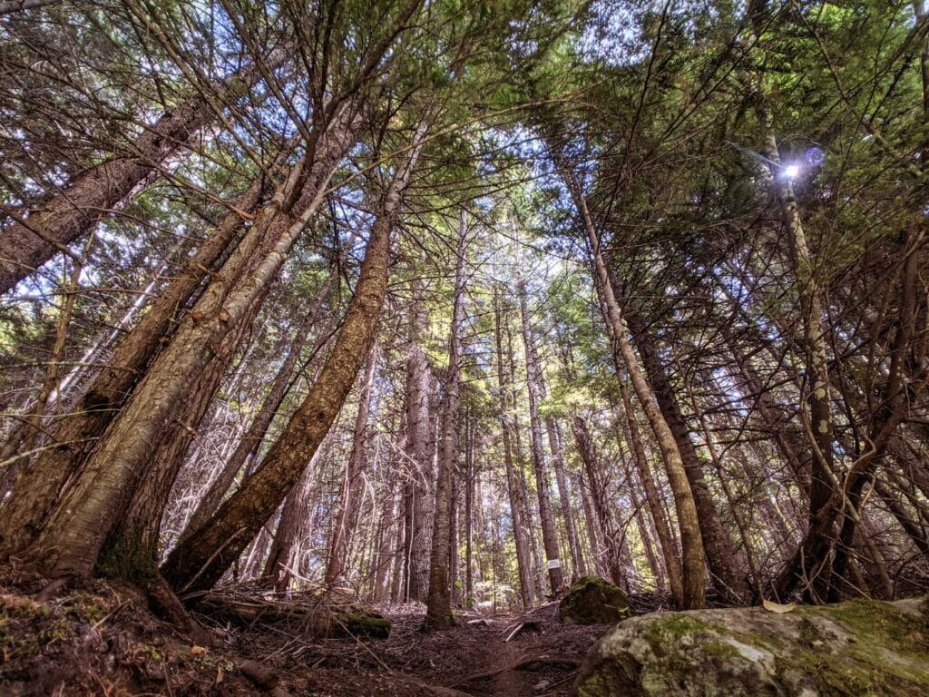 West Kootenay bike trail in Salmo Ski Hill forest