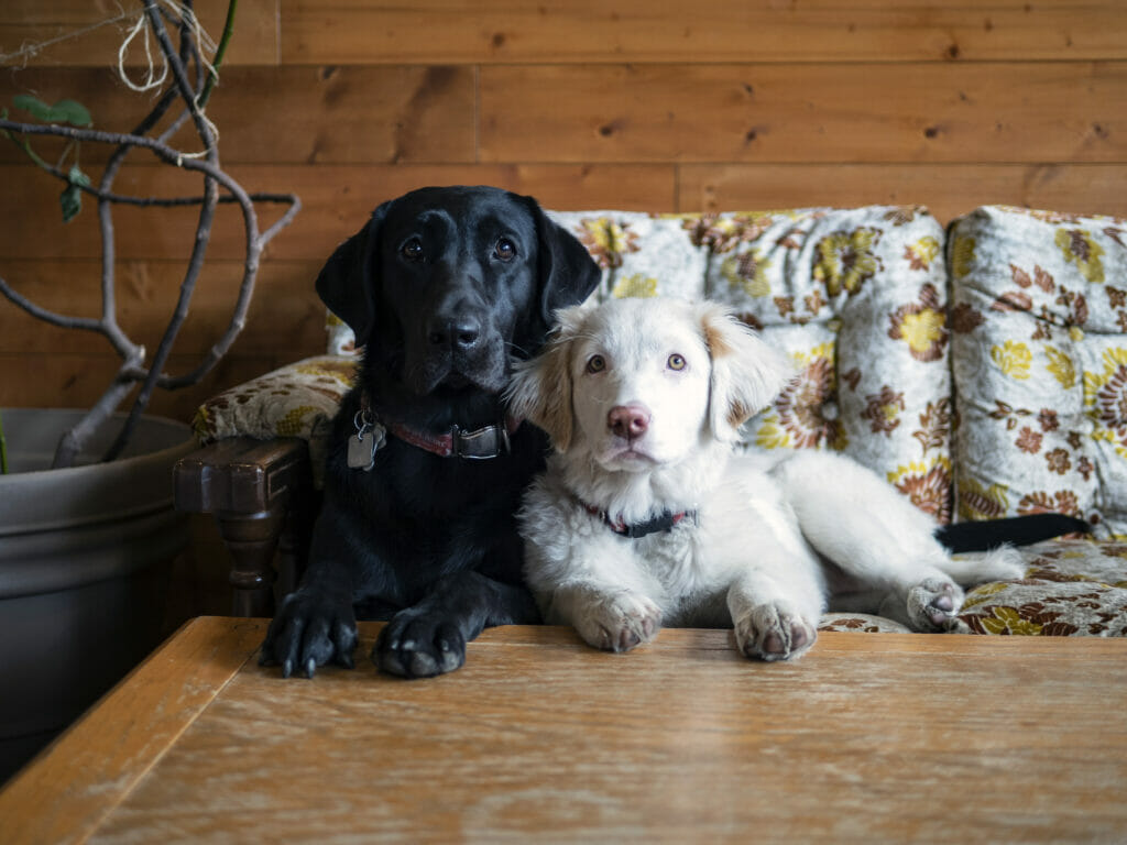 Diana and Fidelle will soon be featured on beers from Red Collar Brewing in Kamloops on the BC Ale Trail