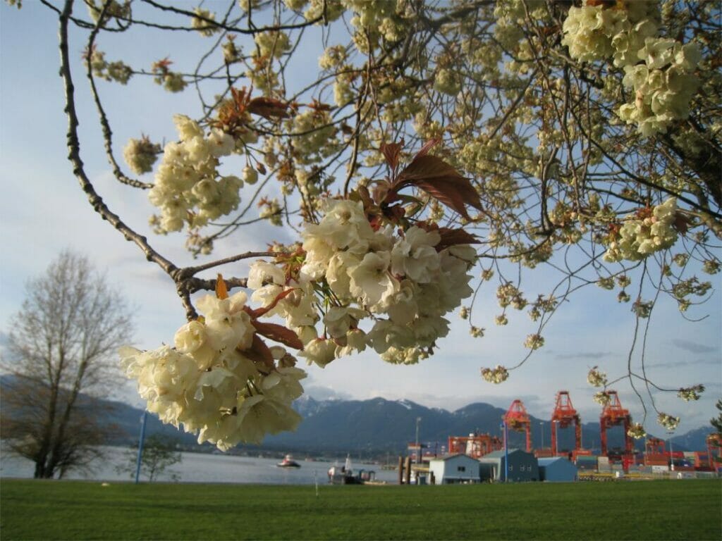 Vancouver cherry blossoms