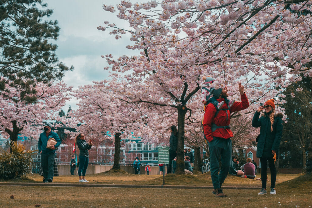 Cherry Blossoms Vancouver on the BC Ale Trail