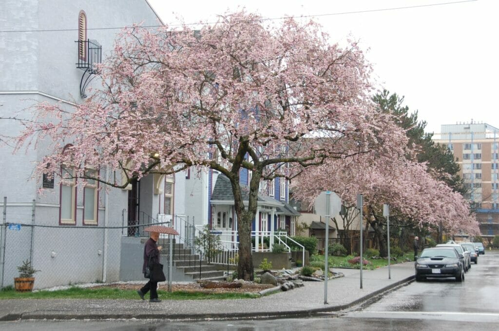 Vancouver cherry blossoms