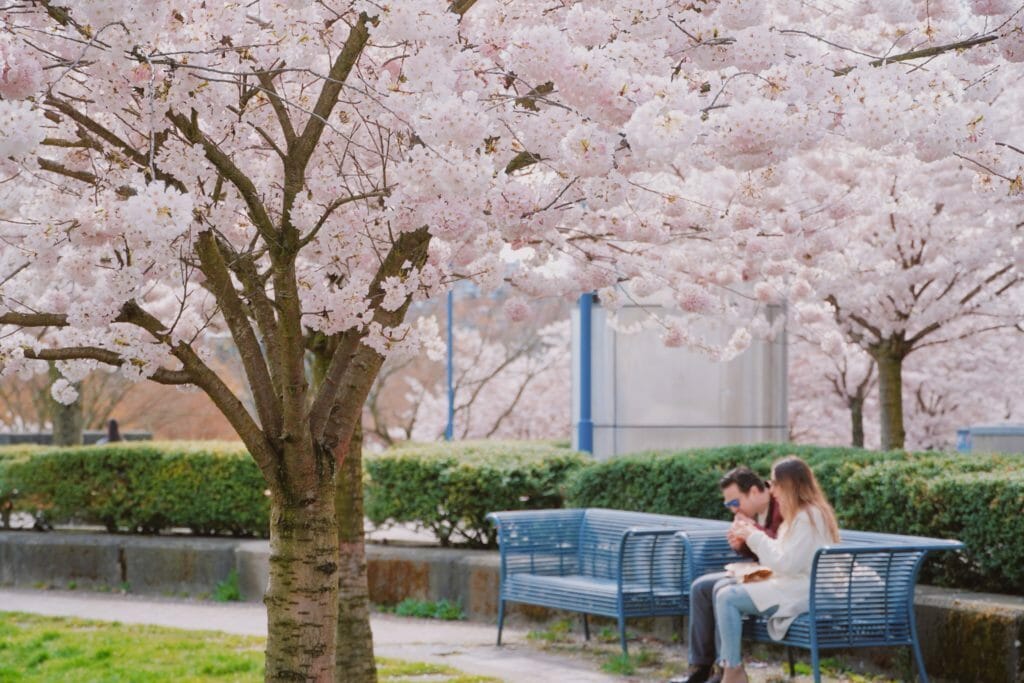 Vancouver cherry blossoms