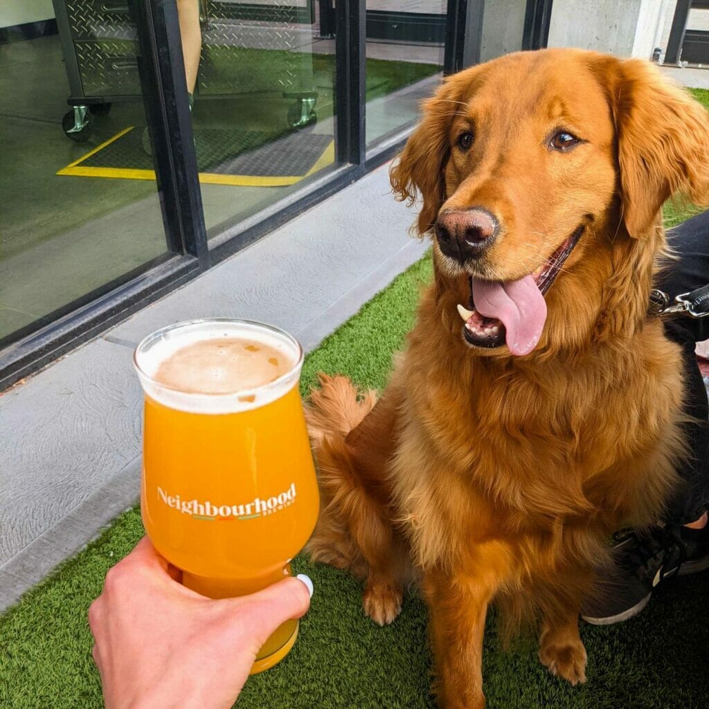 Dog-friendly patio in Penticton on the BC Ale Trail. Stay local long weekend.