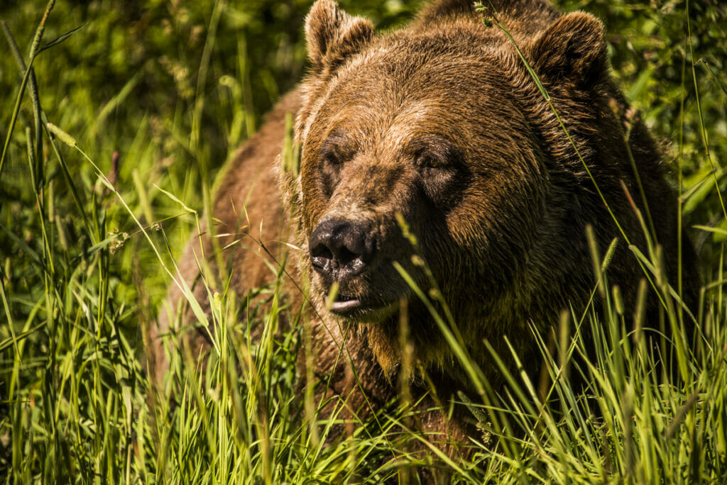 BC attractions that offer craft beer - The Kicking Horse Grizzly Bear Refuge is located in Golden, British Columbia.