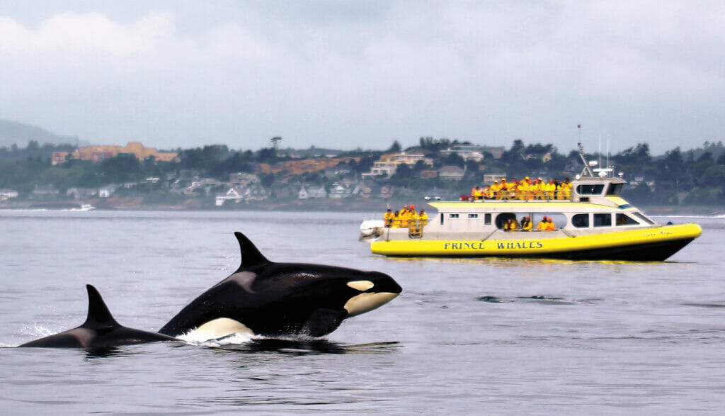 BC attractions that offer craft beer - Whale-watching is a popular activity for visitors to Victoria, British Columbia.