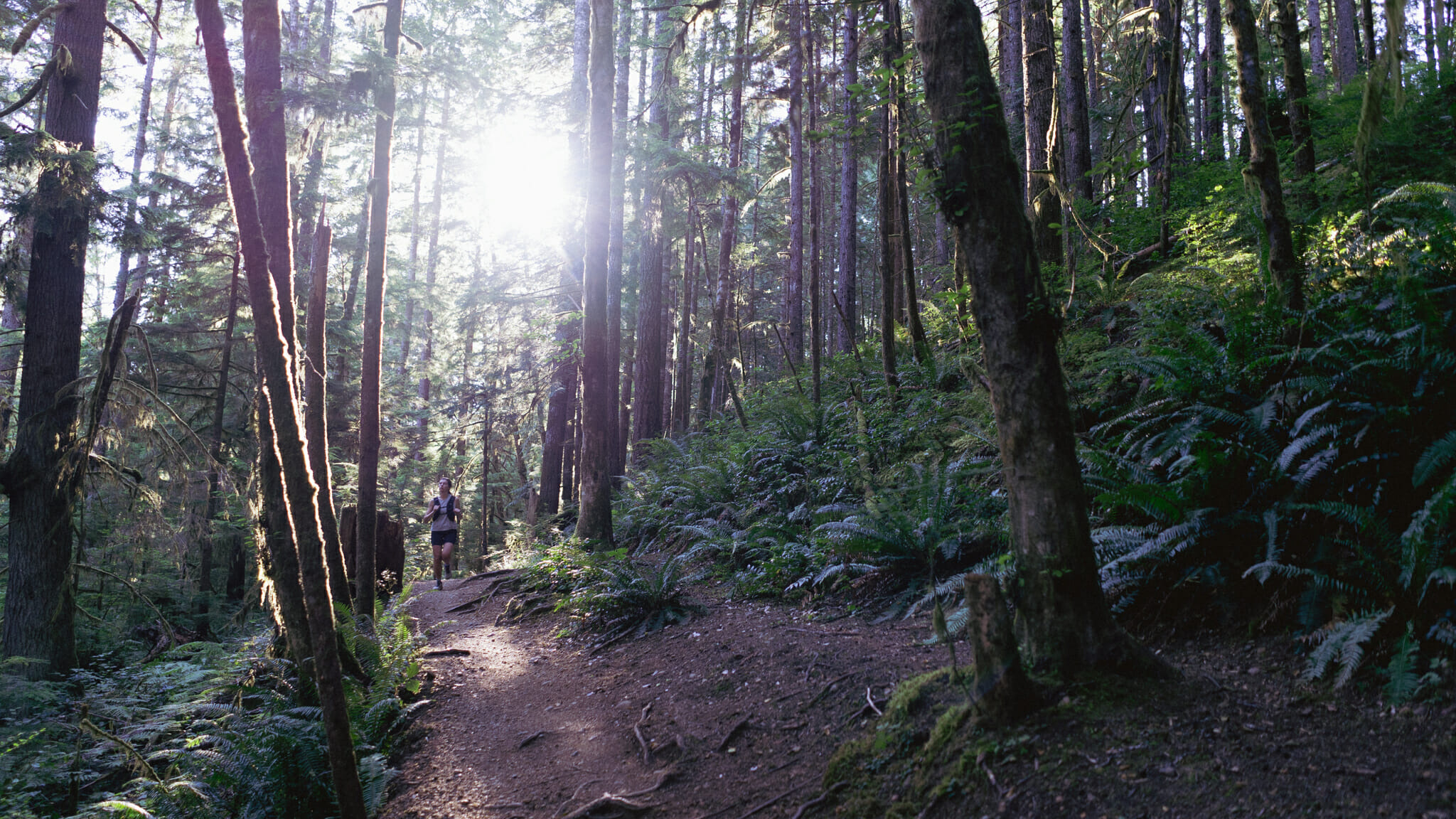 trails in the comox valley - Cumberland Community Forest Trail Running