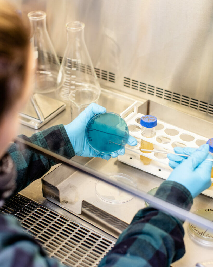 Ashley Brooks from Four Winds Brewing in her lab plating yeast and testing for contaminants, photo credit Alison Page