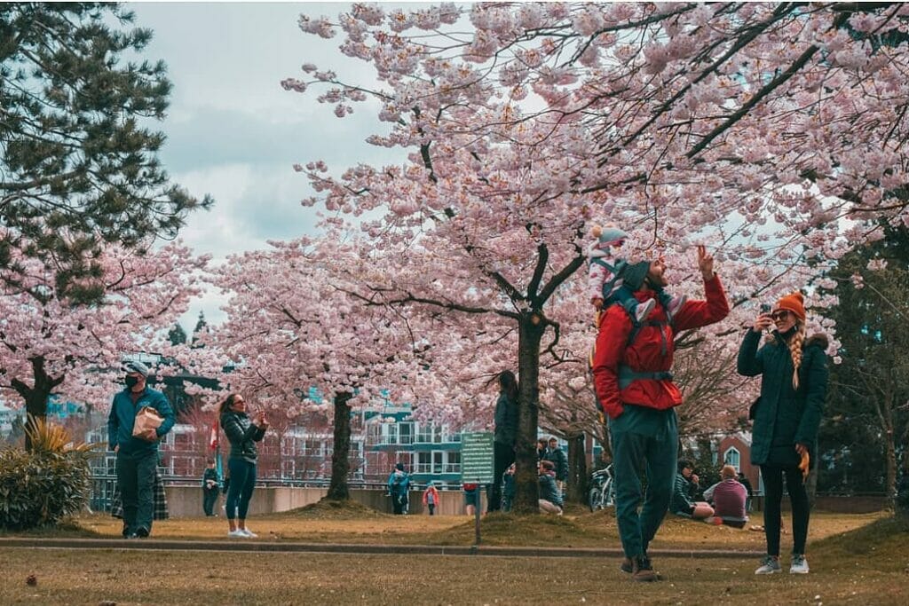 Cherry blossoms in Vancouver. Spring activities.