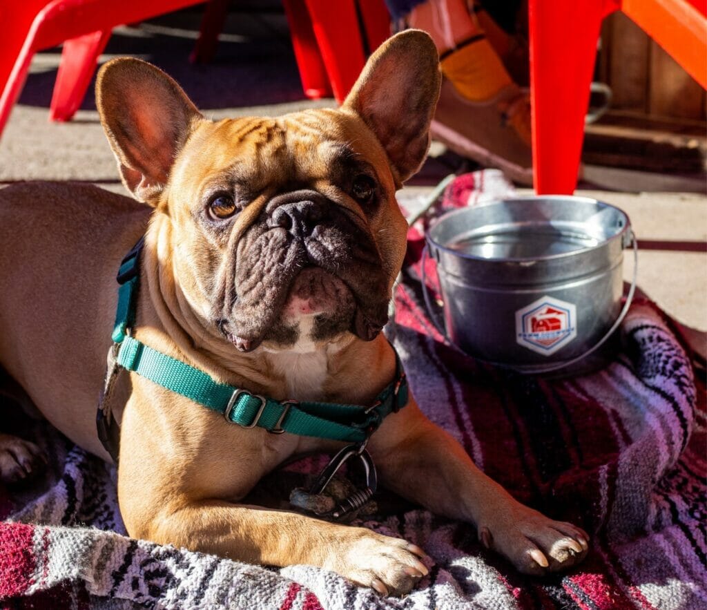 Dog friendly patios BC Ale trail breweries