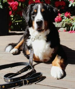 Dog wearing Yellow Dog branded collar and leash