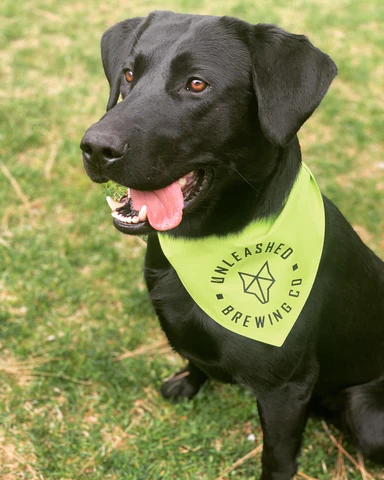 Dog wearing lime green bandana from Unleashed Brewing