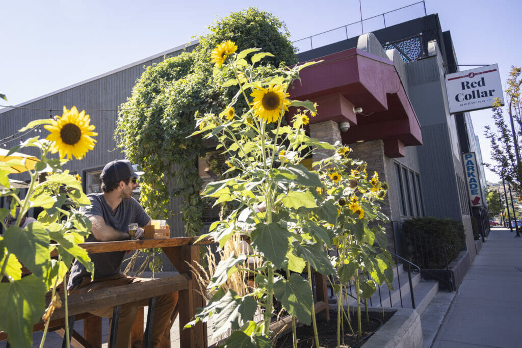 Sunflowers surrounding the patio at Red Collar Brewing in Kamloops, BC