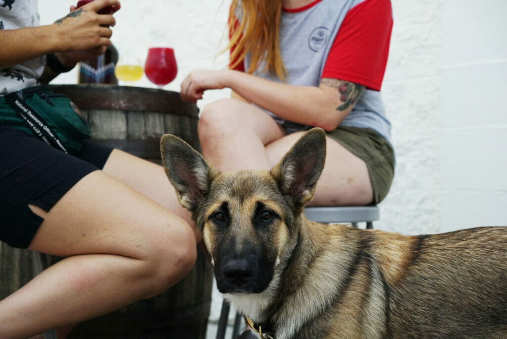 a puppy on the patio at The Bakery Brewing