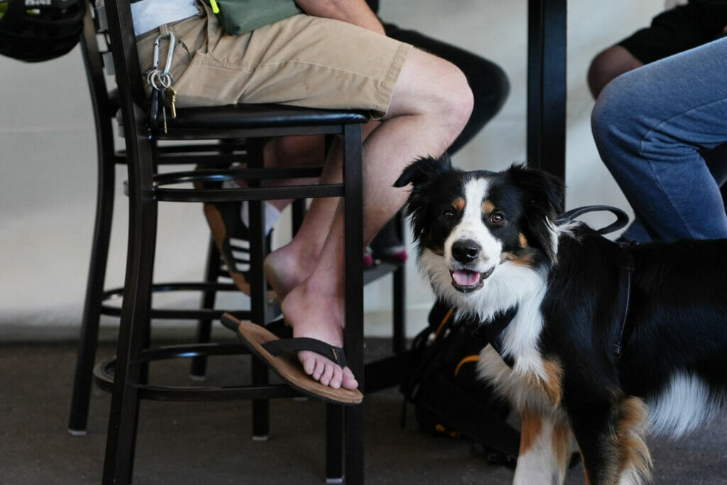 a dog on the patio at Black Kettle Brewing in North Vancouver