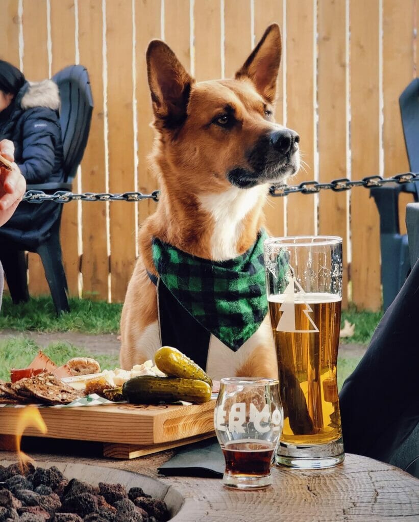 A dog wearing a Camp Brewing branded bandana