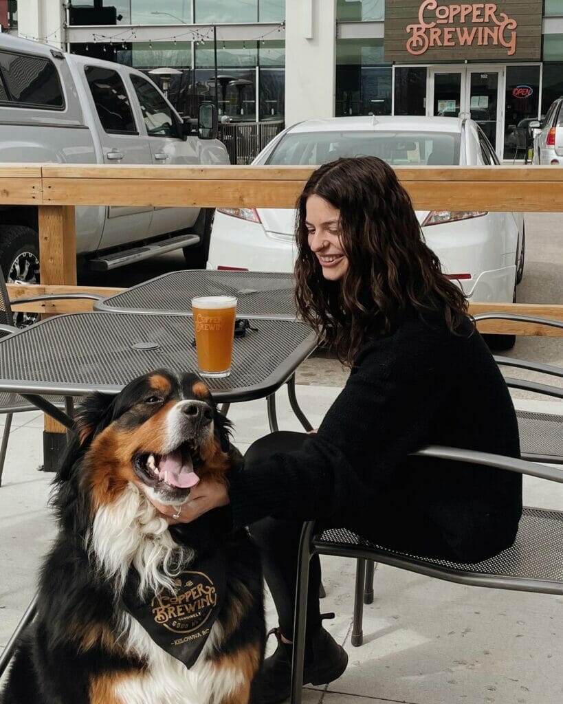 A bernese mountain dog on the patio at Copper Brewing