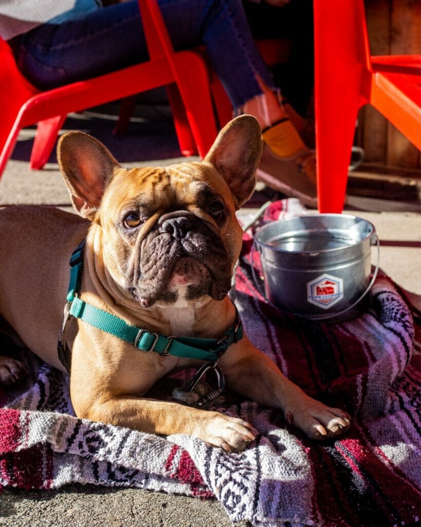 A french bulldog on his blanket at Farm Country Brewing