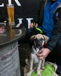 a puppy on the patio at Fuggles Beer