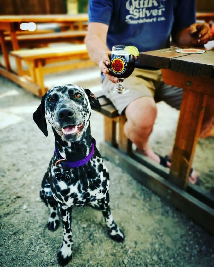 Lazy Dalmatian Dark Lager - Firehall Brewery