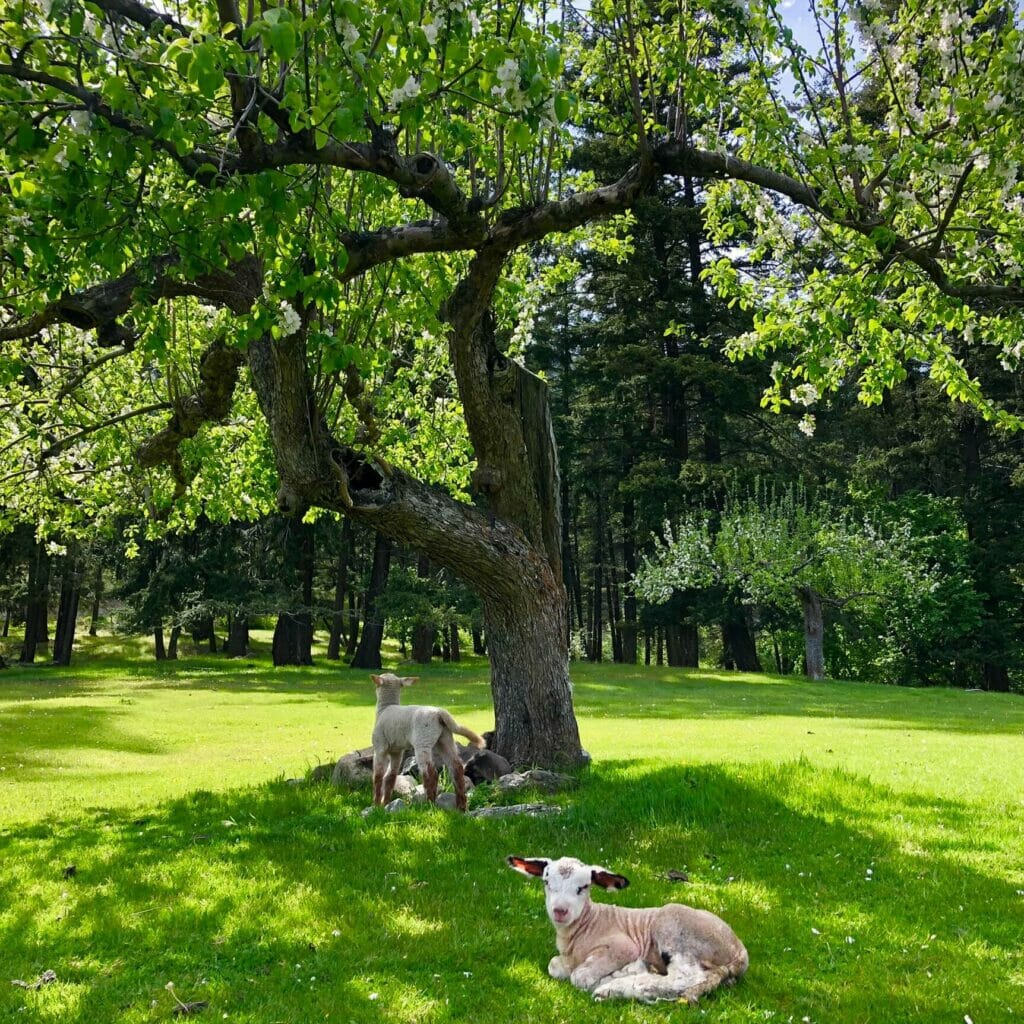 Lillooet Sheep Pasture Golf Course in Lillooet, BC