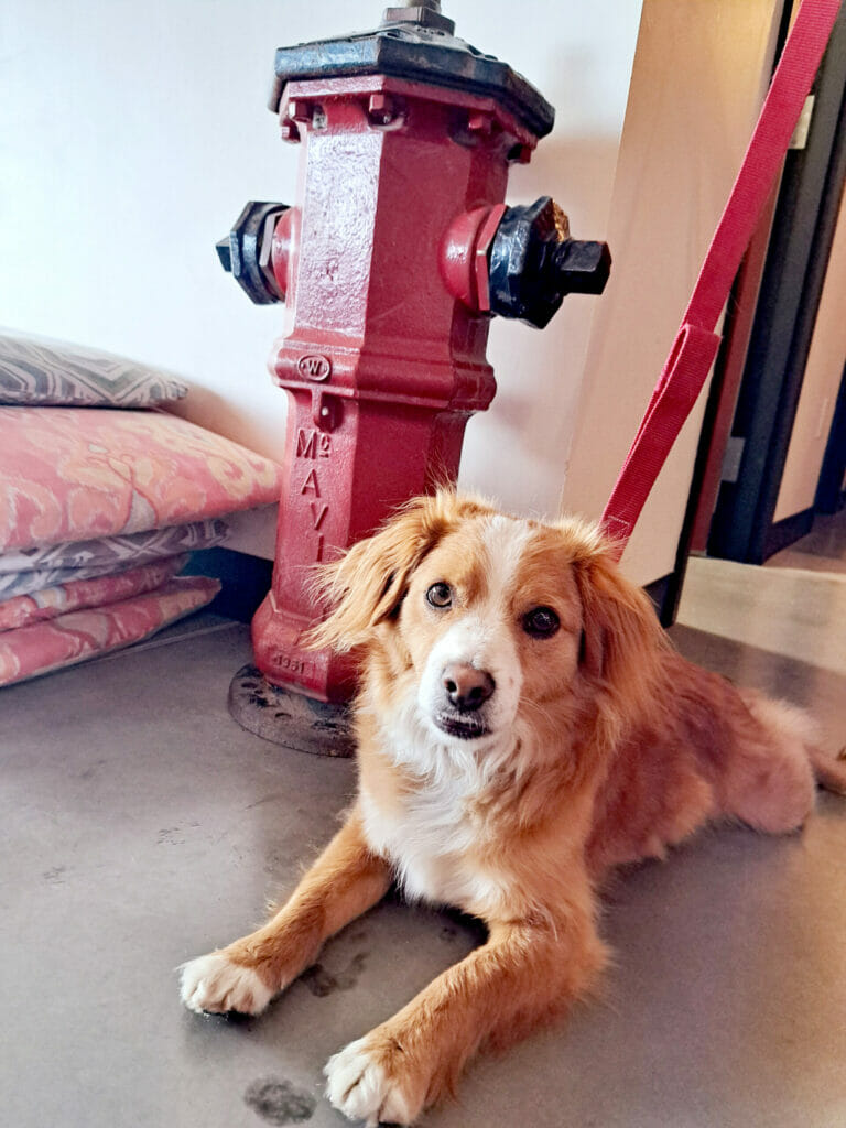 Rufus enjoying the tasting room at Unleashed Brewing in Kelowna, BC